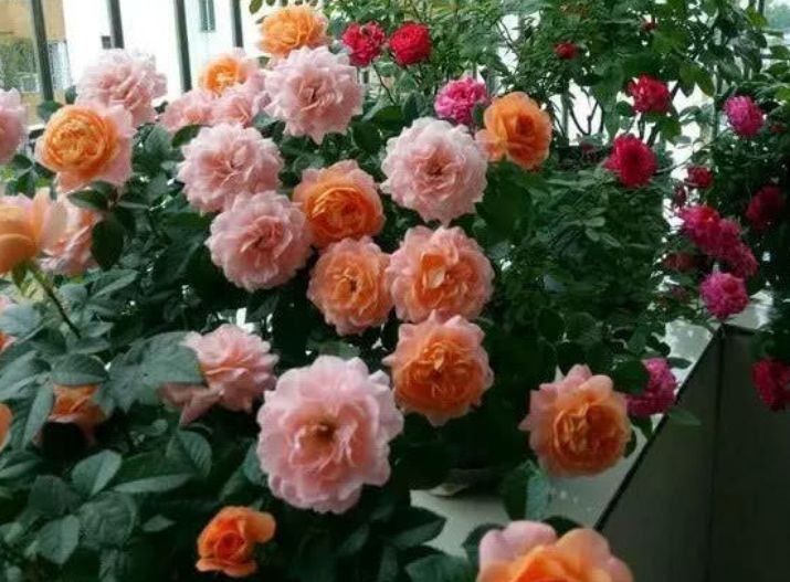 超漂亮的4种花,好养易活,花香四溢飘满屋,美爆了