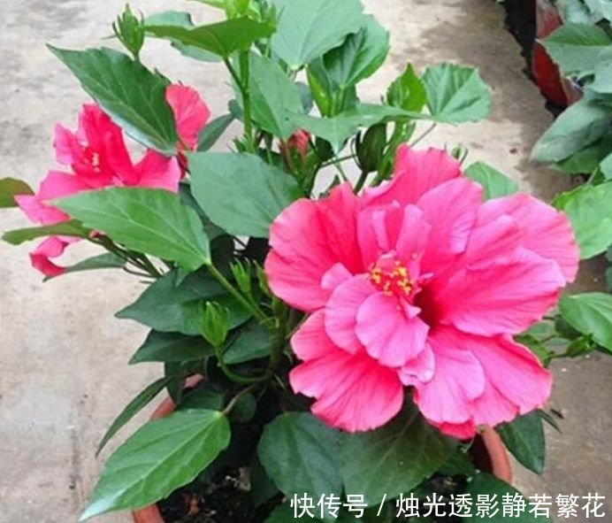 3种花养家里，个个美出状态，花朵迷人，阵阵花香，花朵大