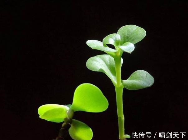 轻易|做人,别轻易把自己的这三个“死穴”暴露给别人