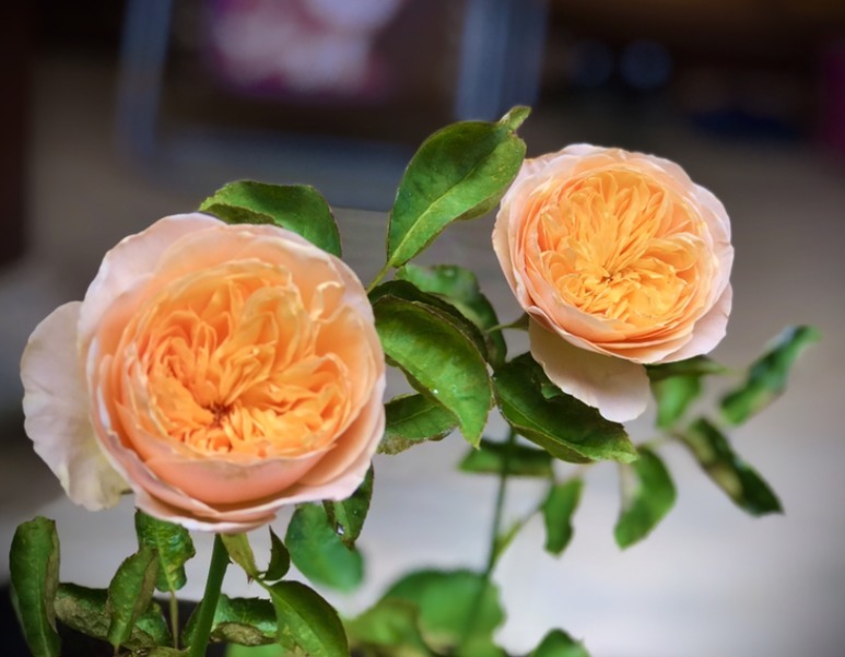 盘点最受欢迎的24种月季花，长得快、开花多，养了会上瘾！