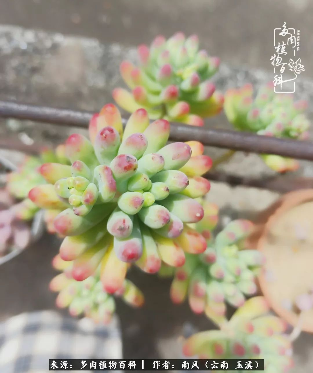 从小喜欢绿植,后来遇见多肉,情不知所起,那就再接再厉!