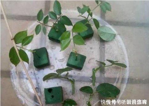 基部|扦插月季不生根?用这捂一捂,过几天“冒白根”,变成月季大户
