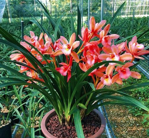 它是兰花中的“香祖”,红杆红花,一开就是20朵,每年可开花3次