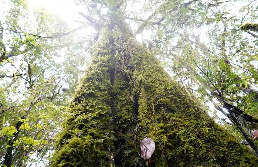 红豆杉|树龄超500年！云南昌宁发现一株云南野生红豆杉