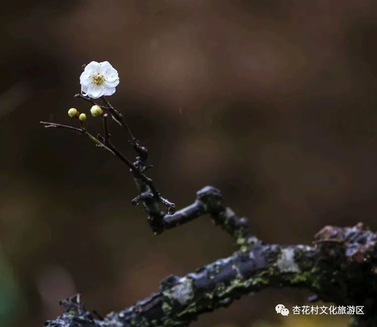 中年|新春佳节，杏花村里的良辰“梅”景，与你有约！