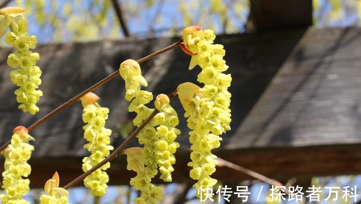 在寒冷的冬春时节灿烂开花的8种观赏花卉,可露养户外,打理简单