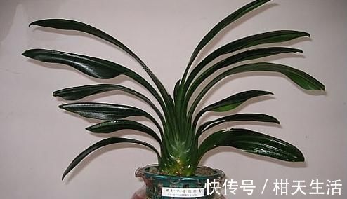 君子兰君子兰|君子兰不开花还总是烂根教你一招,君子兰从此长不停