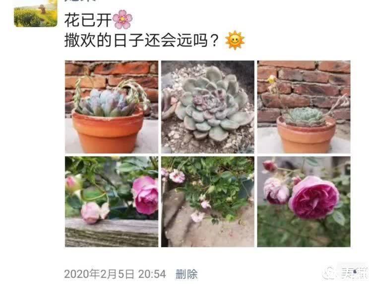 懵懵懂懂入肉坑,跌跌撞撞养多肉