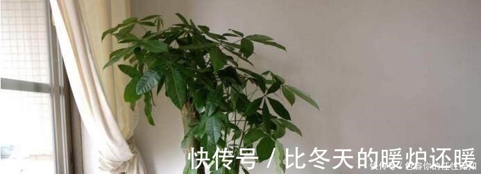 发财树|文竹、发财树，用这“水”养一养，一窜2米高，再也不黄叶！