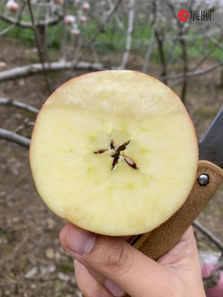 嘎嘣脆|辰颐：礼泉膜袋苹果脆甜爽口，甜蜜多汁，新鲜采摘的“嘎嘣脆”