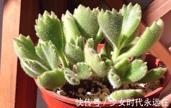 养多肉熊童子,不碰就掉叶子,你知道为什么,该怎么抢救吗?