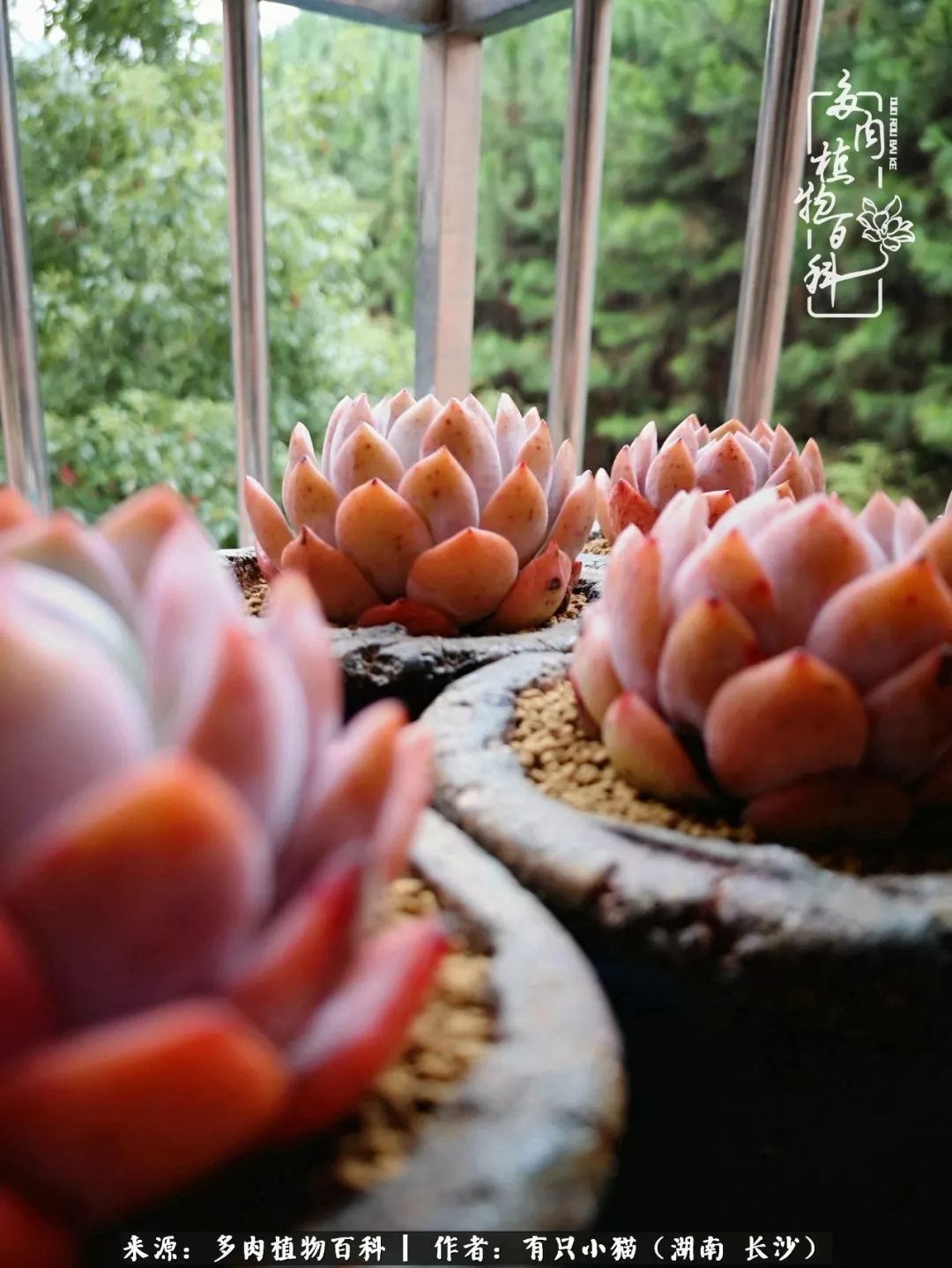 经历一个夏天的摧残，方知皮实好养的多肉才是真爱！