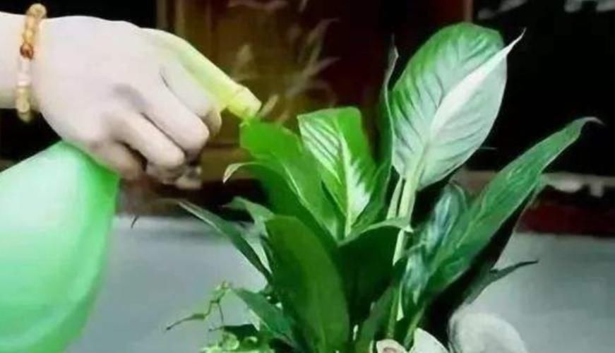 害虫|夏天养花，花盆里小虫子多，6种除虫“小技巧”，一学就会