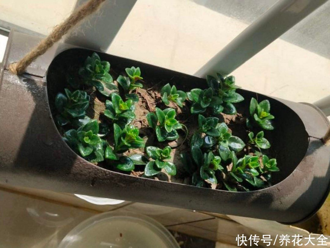 7种“落地生根”花，春天多插几棵，成活率特别高