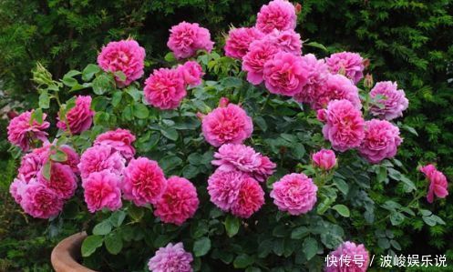 中国兰|喜欢牡丹,不妨试试“珍品玫瑰”安妮公主,丰腴婀娜,柔丝羞美