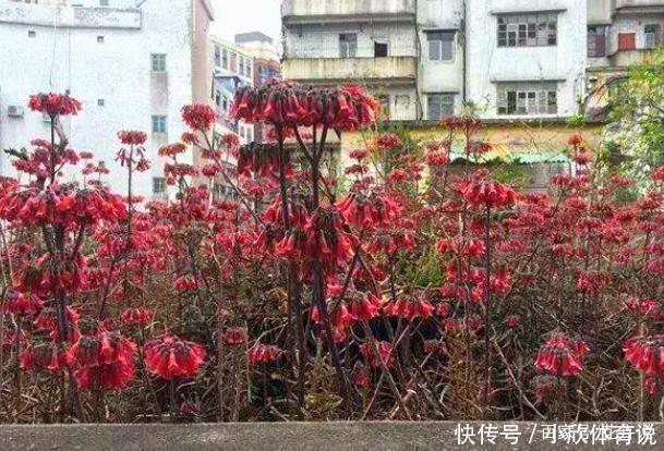 扔土里能疯长一大片的多肉,半年能占领院子!