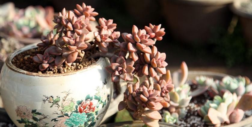 普货多肉不普通，选这3样盆栽成老桩，比贵货还受人欢迎