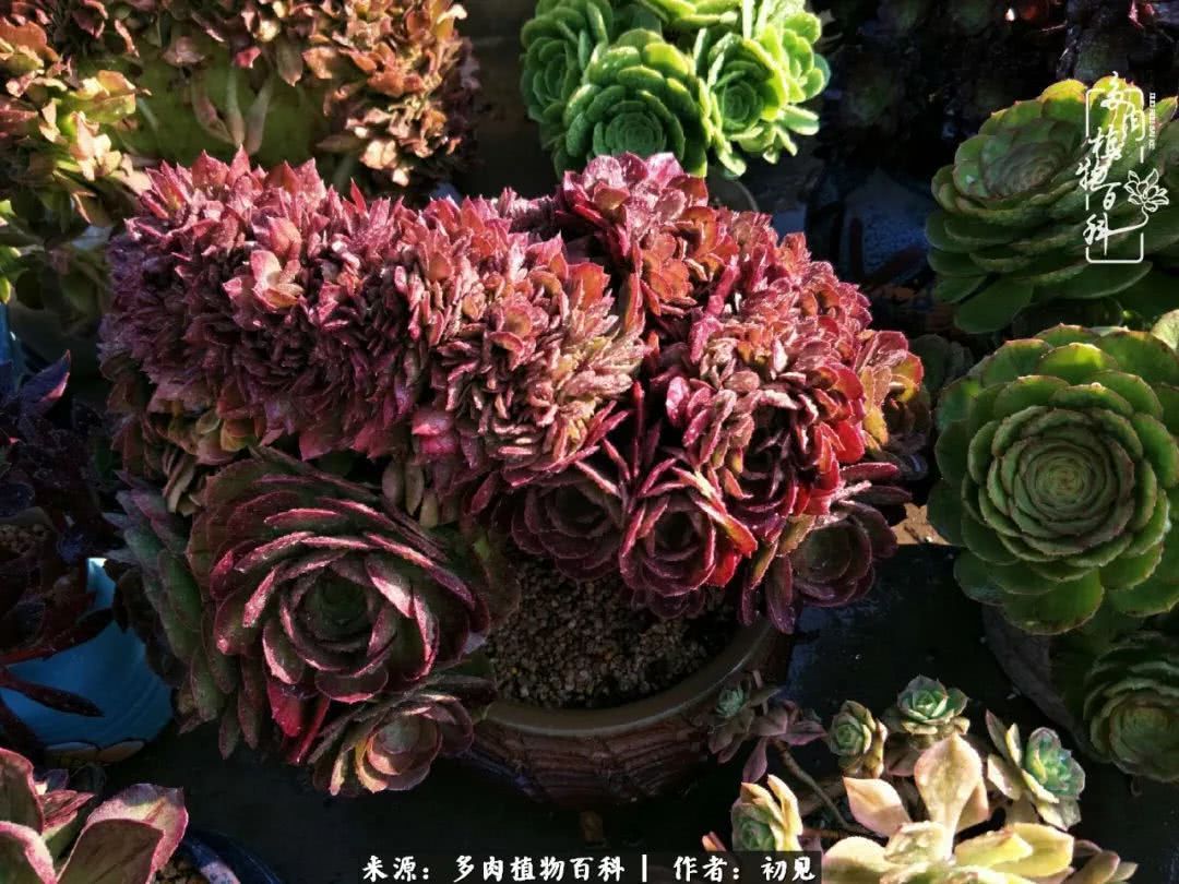 养多肉四周年，从初见到爱恋！幸福一直藏在浅薄的日子里！