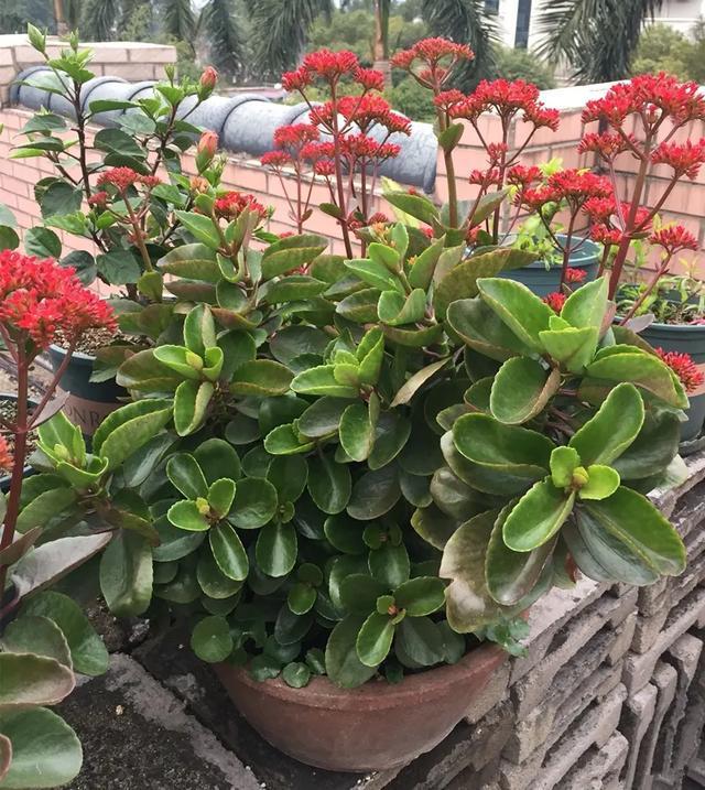 家里养盆虎皮兰,小花盆、挤着养,疯狂开花爆小崽!