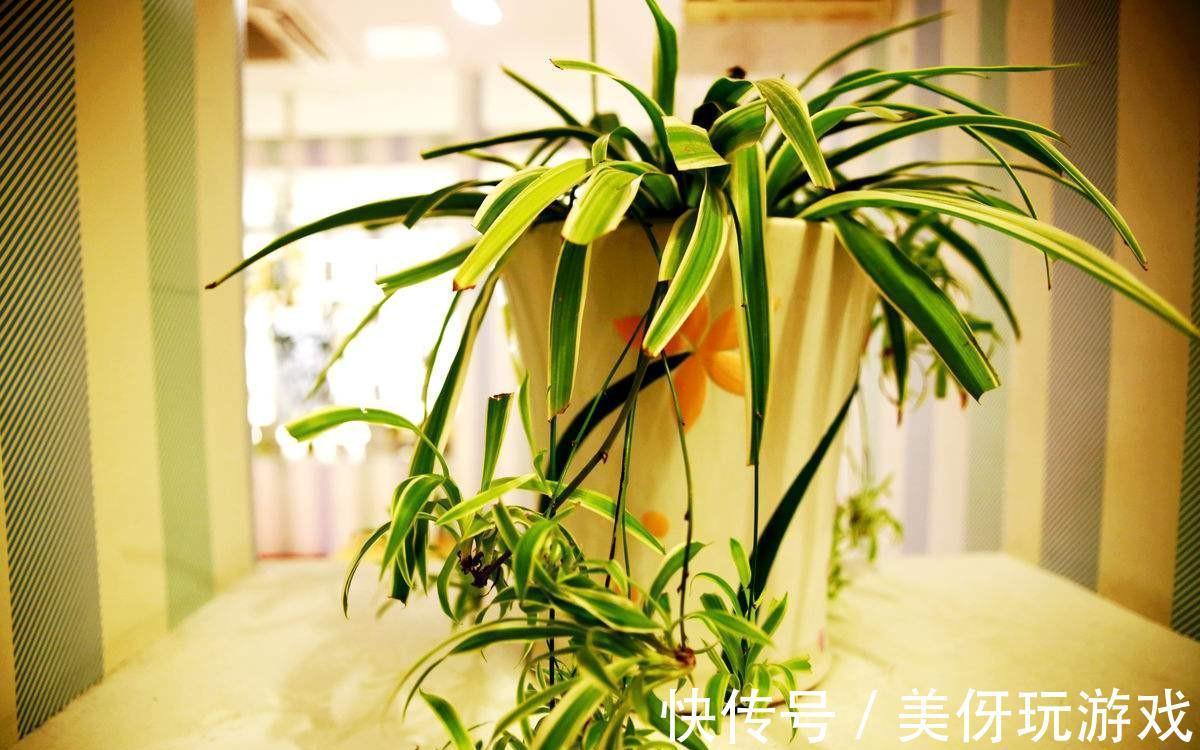 人养花，花亦养人！这八种“能养人”的健康花，建议至少养一种