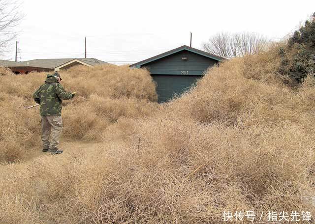 西部世界|看到它，美国人都会忍不住喊一句：“草！”