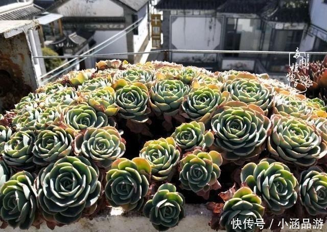 从一颗到500多盆,遇见多肉后,满眼全是你!