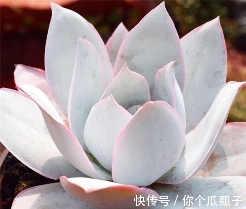 石莲花|6款白色系多肉,高雅纯净养护简单,仙气十足谁见了都夸美!