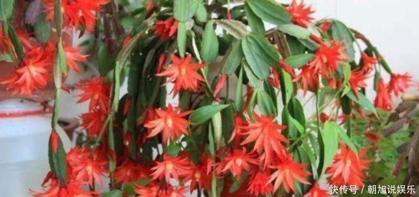 蟹爪|养了5年的蟹爪兰,竟发现是“假昙花”,比蟹爪兰漂亮100倍!