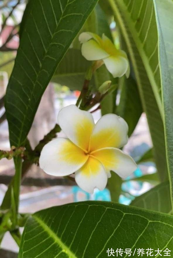 图鉴|100种常见花图鉴，图文并茂非常详细，收藏起来慢慢看