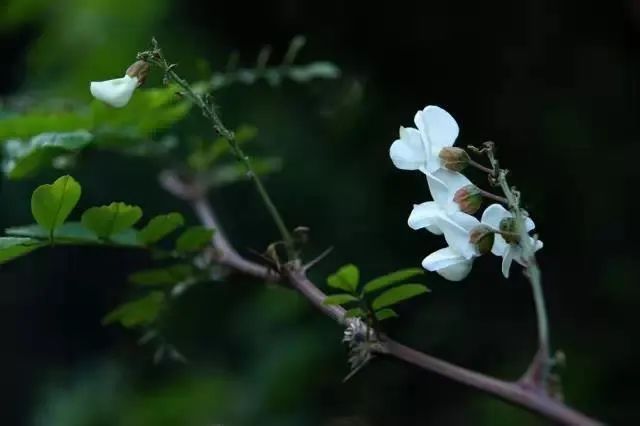 满城|满城尽飘槐花香，新区最美赏槐地推荐