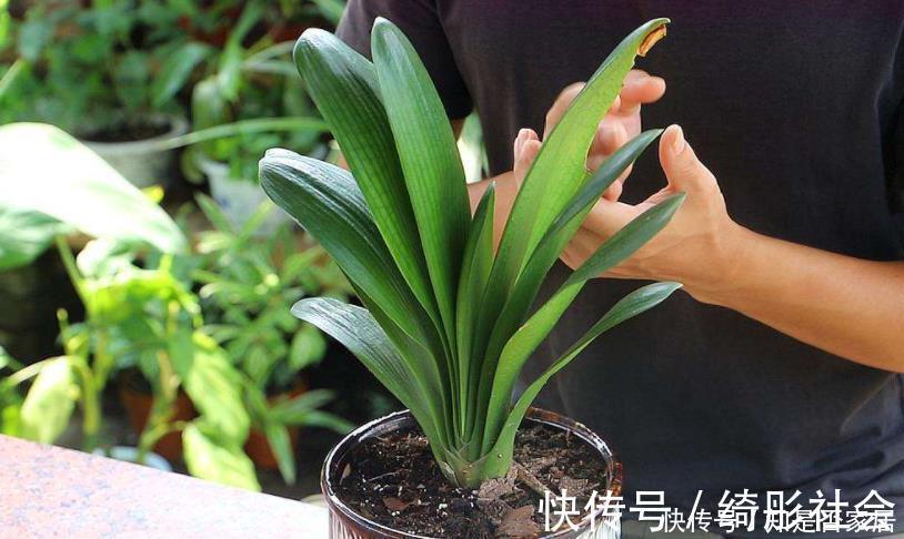 叶子|好土才能养好君子兰，3种“废物”搭配，不花一分钱，根系长满盆
