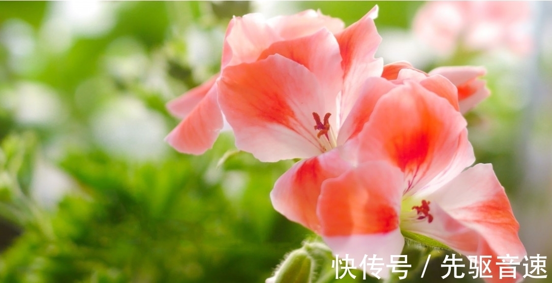 生肖狗|6月下旬，好运悄至，牵手前任，再坠爱河，3大生肖破镜重圆再相爱