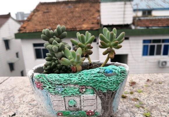 想养一盆“新玉缀多肉”，就学正确繁殖方法，轻松生根，养成功