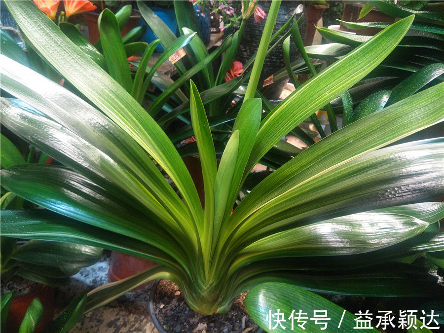 白绢病|君子兰叶片亮绿，怎么养护才能颜值高，多开花？