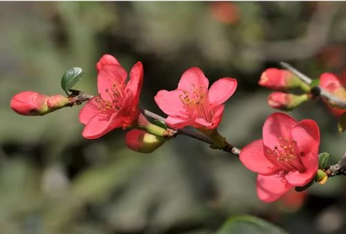 桃花杏花樱花梨花海棠花，傻傻分不清？这几招教你快速分辨！