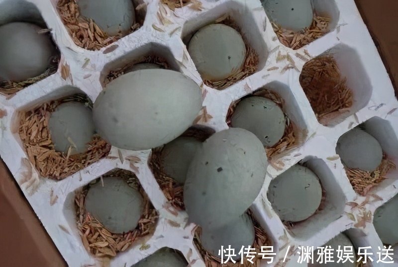 蛋白质|吃皮蛋会慢性中毒可能比你想象的更有营养,但这些人最好别吃