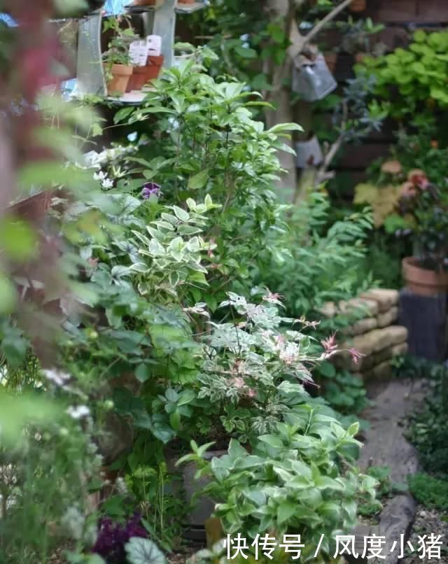 种植|家里有院子不如搞个种植池,这几样植物推荐给你