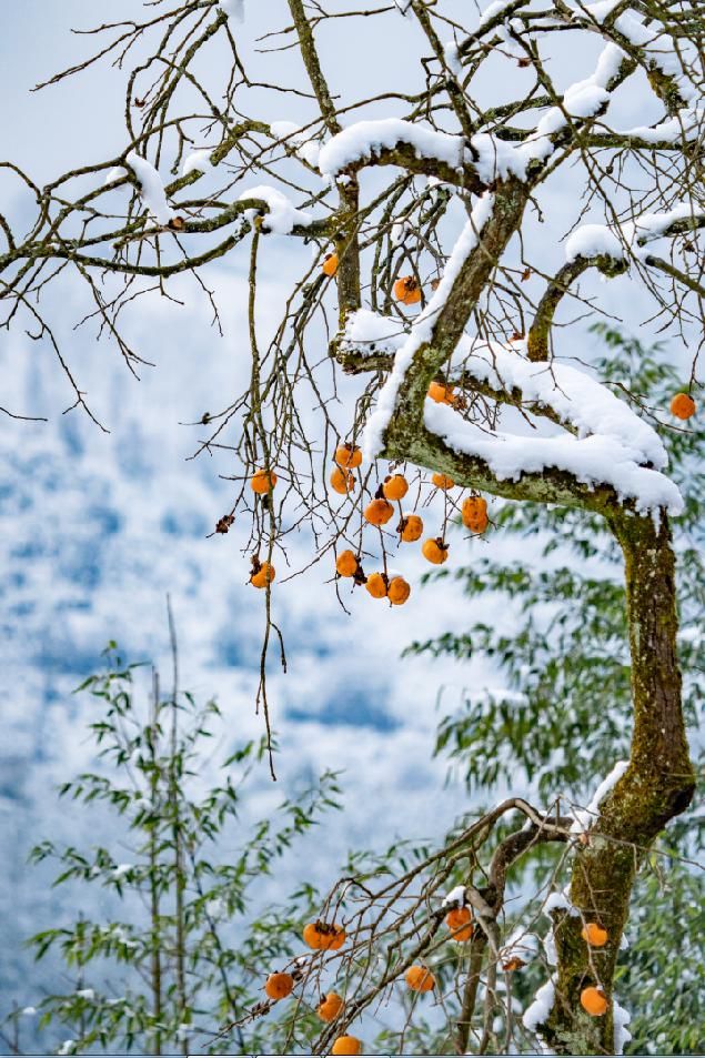 一大|德阳各地雪景美照大曝光！隔壁城市都羡慕哭了！一大波视频照片……