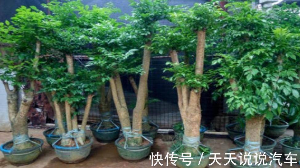 幸福树应该怎么样养，怎么才能让杆变粗