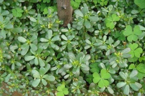 老少皆宜|农村不用花钱的野菜,营养高能治病,老少皆宜,却被人们当杂草