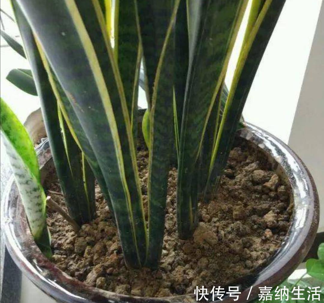 长势|养虎皮兰不用施肥，教你2个方法，让它长得枝叶繁茂