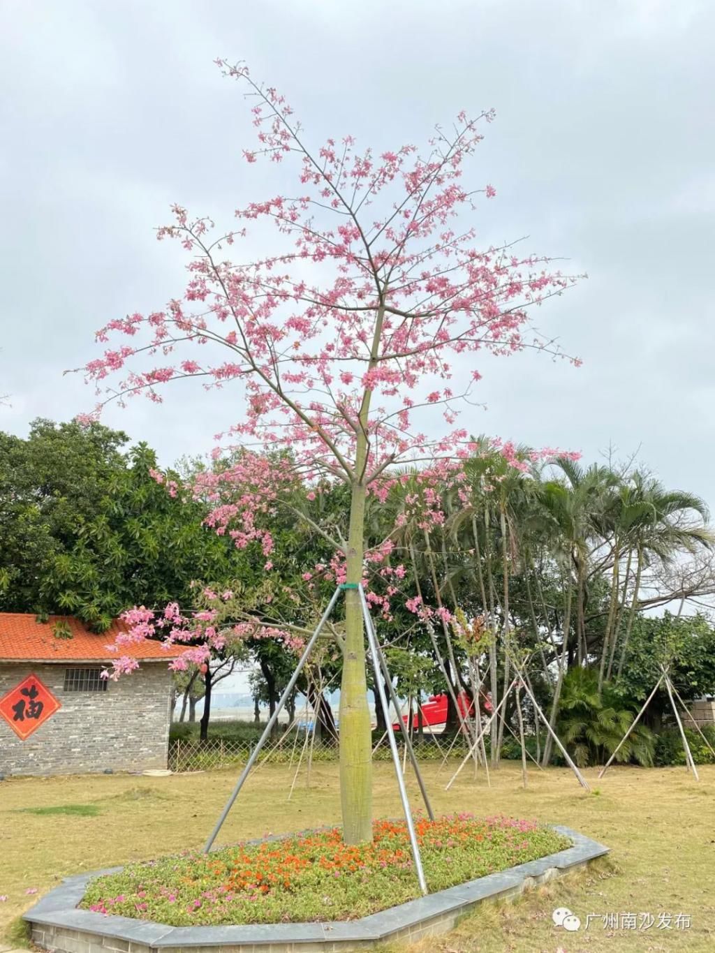 粉红|大冬天，出门即粉红花海，南沙太让人羡慕了~