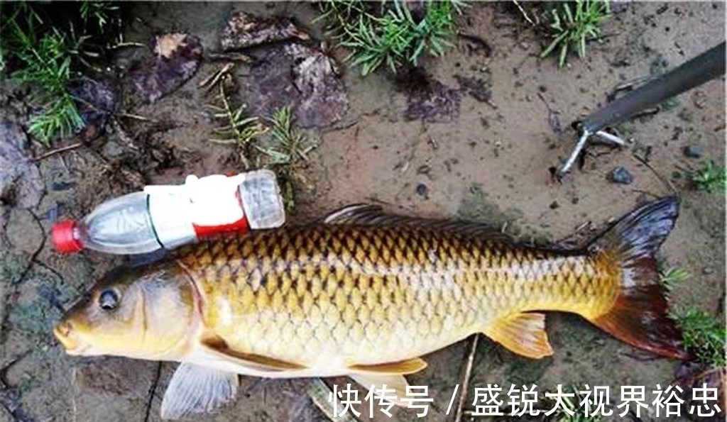 钓鱼时遇到这个“脏东西”,别错过,用来打窝很不错