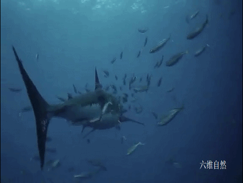 大白鲨 南非拍摄到一条迷人的大白鲨,吸引鱼群帮其去除角质,就像在鱼疗