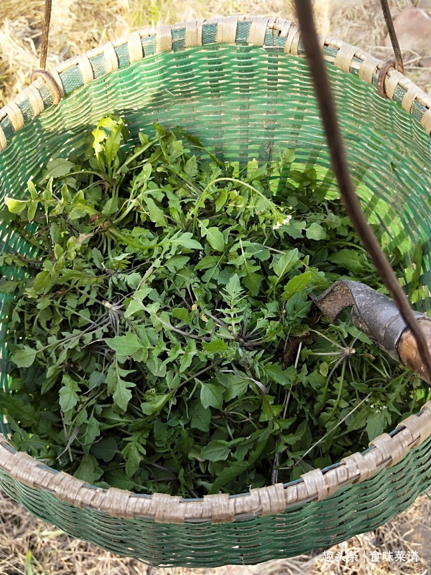 马齿苋|此8种野菜不用花钱买,来认识一下,营养高味道好,错过等明年了