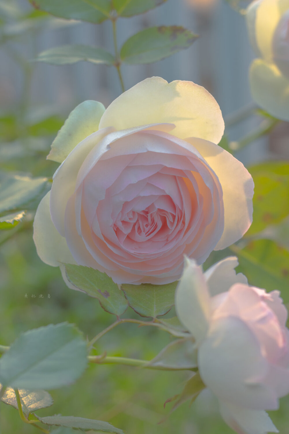 情诗|偷走诗人的情诗，诗里躺满你的名字，令人惊艳的句子和小诗送给你