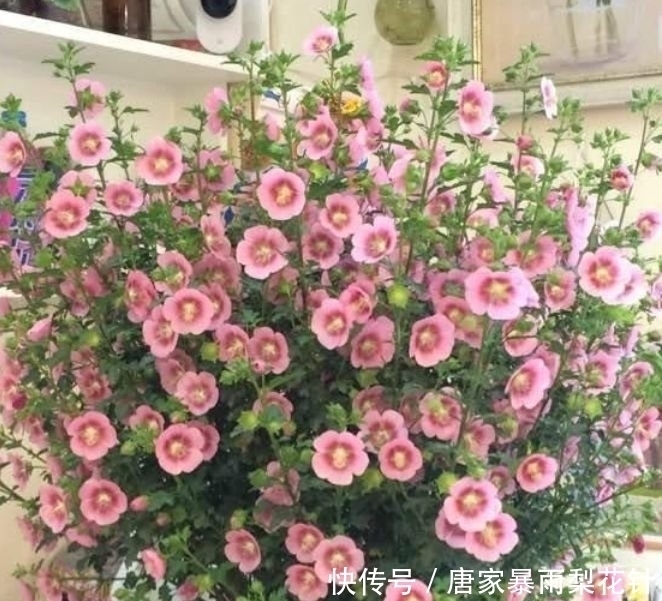 春天就养4种花,花香四溢,花朵烂漫迷人,开花一簇簇!