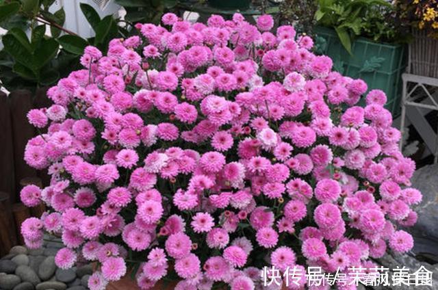 含有|开花植物“促花肥”有3种,植物不同要合理选择,不能盲目使用