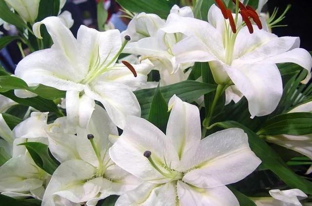 三楼奶奶不让我在一楼种花，事情解决了，出乎意料的让人难受