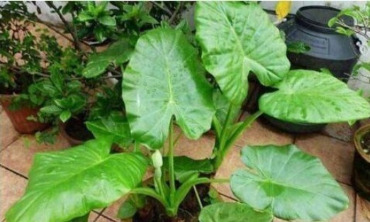 4种健康花，吸甲醛、促睡眠，“守护”家人健康，可以多养几盆